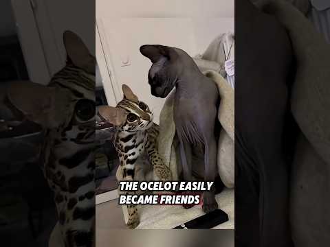 The kind couple rescued an injured ocelot, and then this happened... #rescue #ocelot