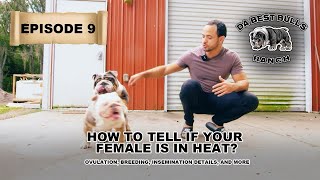 DaBestBulls Episode 9 - How to tell if your female is in heat, ovulating, ready to breed, and more.