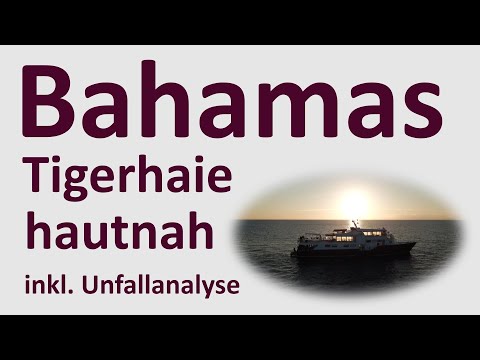 Bahamas - Tigerhaie hautnah