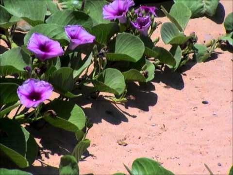 Choopie & Shmuel Flash- Chilling moments