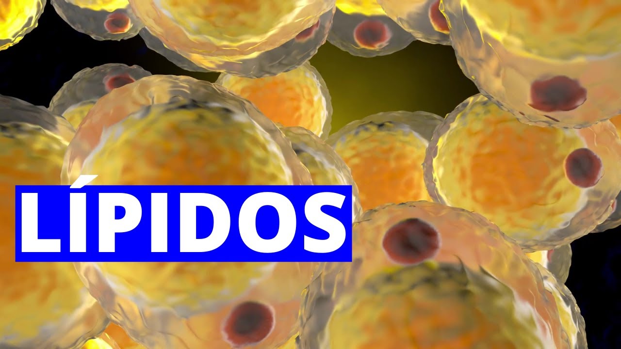 What are LIPIDS? Structure, function, characteristics, types and examples