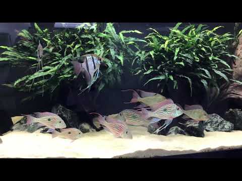 Geophagus  Sveni Rio Parana, Geophagus altifrons Rio tocantins