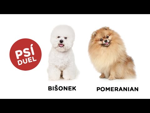 Psí duel - Bišonek vs Pomeranian - Tlapka TV