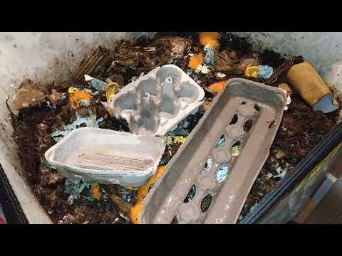 The Moisture Problem With African Night Crawler Bags