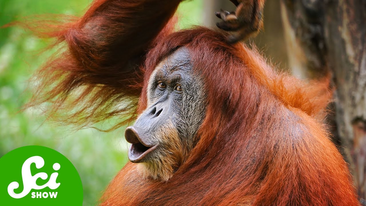 Orangutan Communication is Eerily Similar to Ours