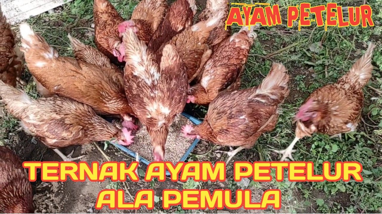 TERNAK AYAM PETELUR UMBARAN | TERNAK AYAM PETELUR SKALA RUMAHAN | PAKAN AYAM PETELUR