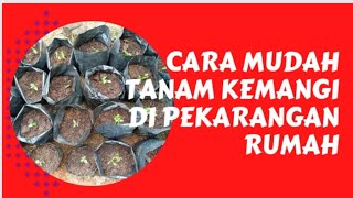 Download lagu Menanam Kemangi di Polybag | Sayuran Organik mp3