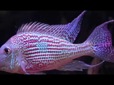 geophagus sveni rio parana