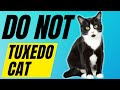 7 Reasons You SHOULD NOT Get A Tuxedo Cat Breed