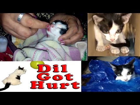 छोटा Dil - मोथा Dil | My Dil Cat Video | Shubhangi Keer World Video