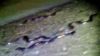 preview picture of video 'Eel migration'