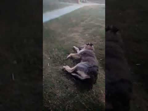 Aquel día en villa Berthet (Chaco)