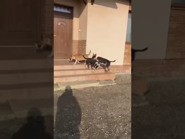 Bull Terrier puppy