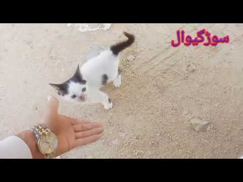 amin surgiwal nim liwanay