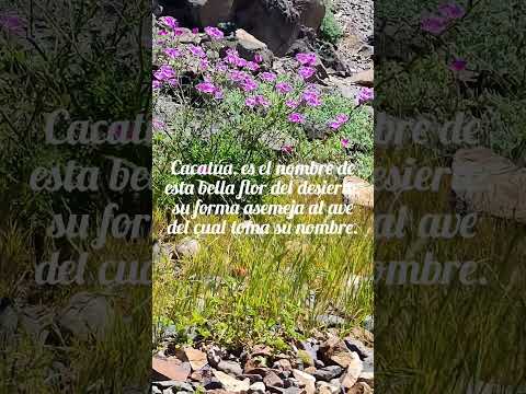 Desierto Florido 2026 | Huasco, Atacama, Chile 🇨🇱 #Shorts