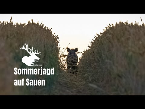 Wildschweinjagd im Sommer – die ersten 5 Minuten Hunt on Demand