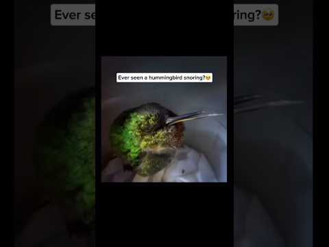 Snoring Hummingbird 😴💚 | Cutest Tiny Nap Ever!