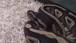 ball python yawn :)))