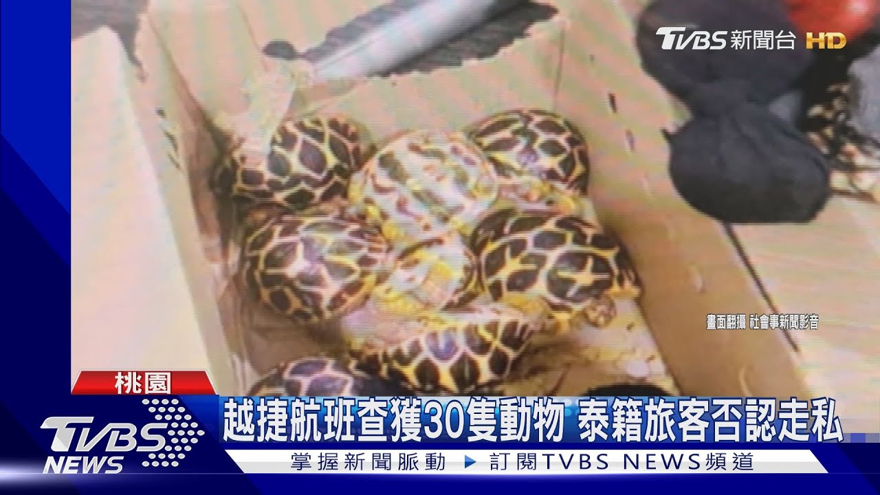 偷帶動物搭飛機! 行李藏土撥鼠、星龜、水獺