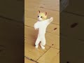 Cute Billi Dancing Bhojpuri Song Virals Billi Cat Animals Shortsvideo