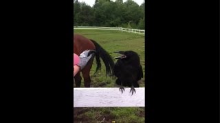 Hurt Raven Begs Humans For Help. Faith In Humanity Restored.