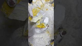 Download lagu Chalk crushing sound #short #asmr #gymchalk #trending #fbreels mp3 Download lagu Chalk crushing sound #short #asmr #gymchalk #trending #fbreels mp3