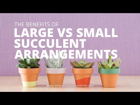 Benefits of succulent plant