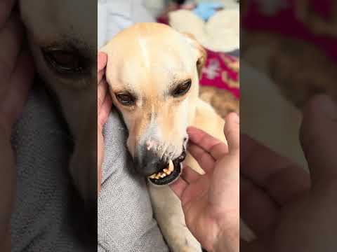 Follow for more Wonky Joy! 🤎🐾🥰#proudtobedifferent #rescuedog #adoptdontshop