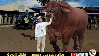 Download lagu sapi raksasa tiba di pasar pon ambarawa #updatehargasapi #sapi  mp3