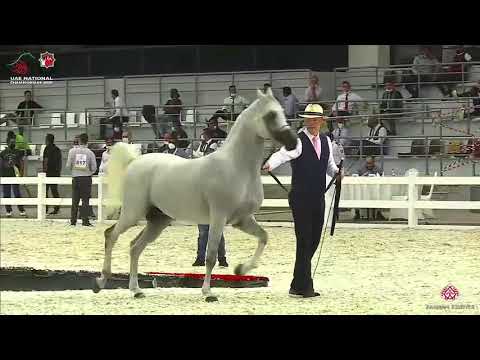 N.326 LARANDO - UAE National Championship 2020 - Stallions 7-9 Years Old (Class 11).mp4