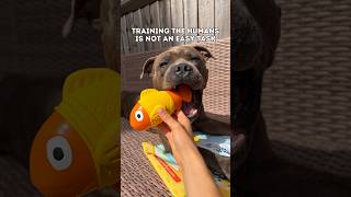 Training the humans is not an easy task #human #doglife #staffy #training #dogowner