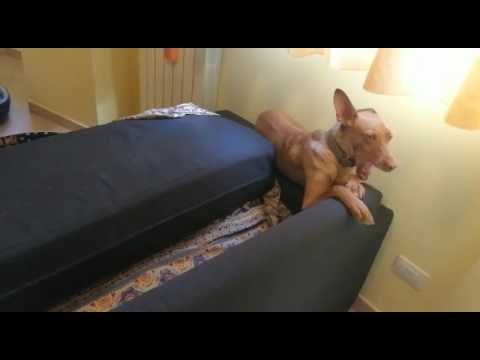 TEO e le sue marchelle..