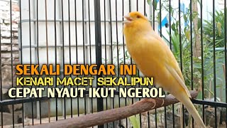 Download lagu kenari gacor panjang Cuit Cuit EMOSI, Pancingan Kenari Paud Belajar Bunyi, terapi AMPUH Kenari MACET mp3