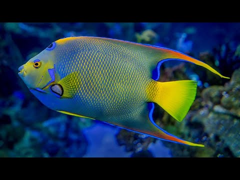 Facts: Marine Angelfish