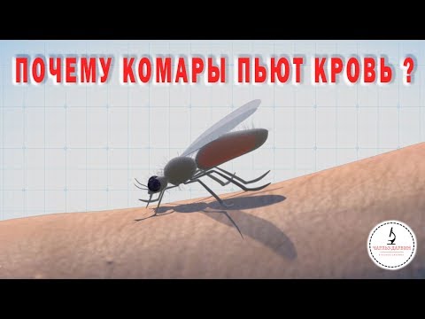 Почему КОМАРЫ СОСУТ КРОВЬ? Why do mosquitoes drink blood?