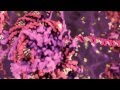 björk : hollow instrumental - DNA, rhythm (tour visual) [surrounded]