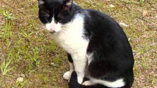 Born Under a Bad Sign - William Bell - 1968