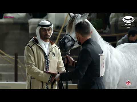 N 199 LAHEEB JATHAB   Katara Int  Arabian Peninsula Horse Show 2022   Stallions 4 to 6 Years Old Cla