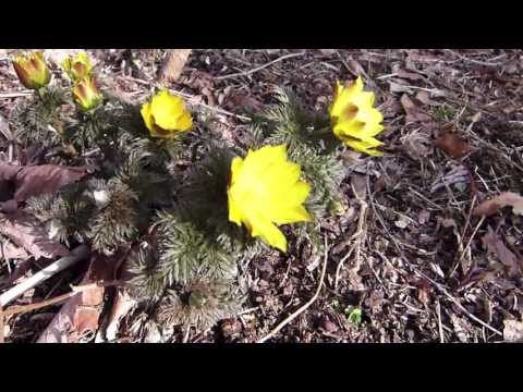 園芸 春の福寿草、春の福寿草