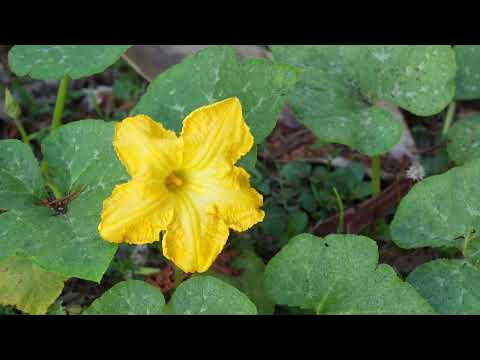 Proyecto comunitario Rancho Los pintines Cienaga de zapata ! #cuba #guajiros #sostenible FULL HD