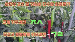 상단부 고추를 잘 키우려면 질소와 가리를 적절히 주세요!! 고추 농사 잘 짓는 법!!