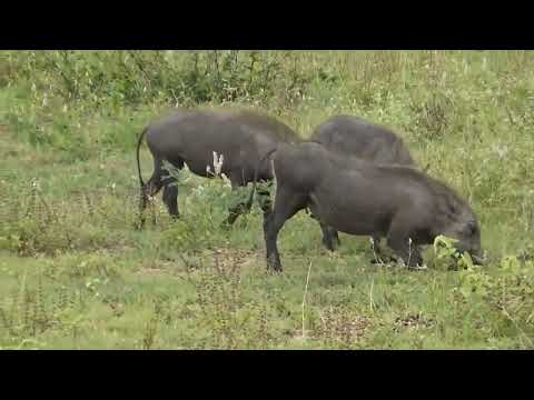 Kruger National Park 02 February 2023 - Warthogs.