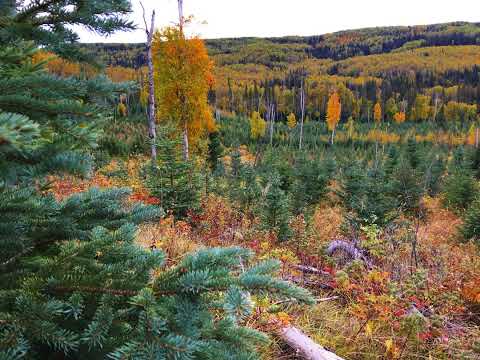 147-Emulating Natural Disturbance with Ellen Macdonald