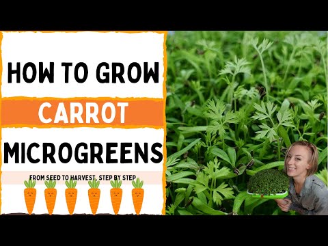 download lagu mp3 mp4 Micro Carrots, download lagu Micro Carrots gratis, unduh video klip Micro Carrots