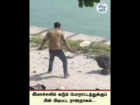இமாச்சலில் கடும் போராட்டத்துக்குப் பின் பிடிபட்ட ராஜநாகம்...
