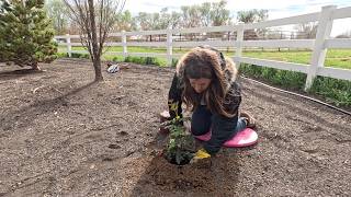 Planting Oregon Grapes, Cleaning Up the Dirtlands & Thinning Seedlings! 🌿🚜🌱