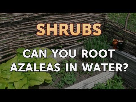 How to Prune a Bottlebrush Shrub