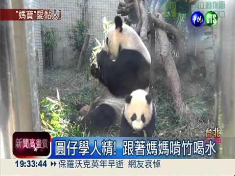 圓仔學人精! 跟著媽媽啃竹子.喝水