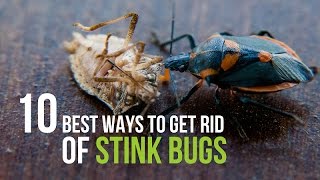 10 Best Ways to Get Rid of Stink Bugs