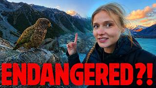 We Found ENDANGERED Kea on the Road to Mt Cook | New Zealand Motorcycle Tour